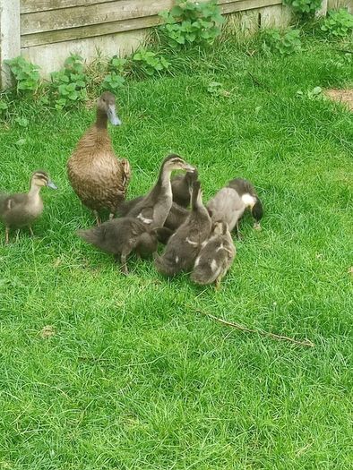 Ducklings