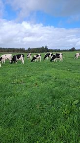 8 Autumn born Calves