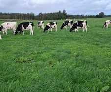8 Autumn born Calves