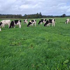 8 Autumn born Calves