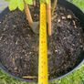 plant Image 5
