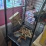 bird cage Image 2