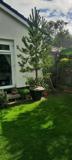 scotts pine trees