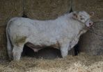 Quality 5 Charolais Bulls