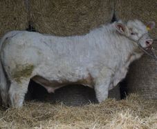 Quality 5 Charolais Bulls