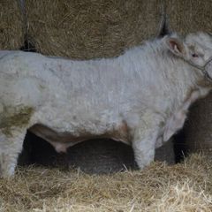 Quality 5 Charolais Bulls