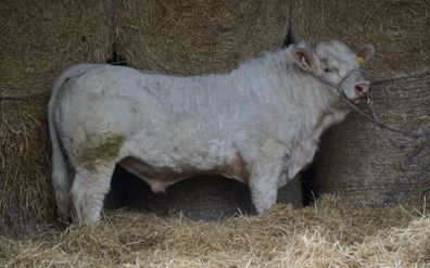 Quality 5 Charolais Bulls
