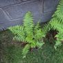2 outdoor ferns Image 2