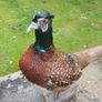taxidermy pheasant Image 2