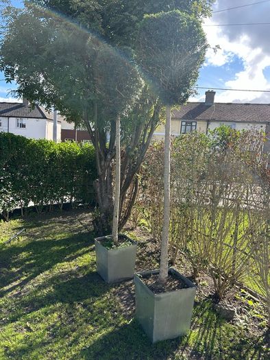 lollipop trees