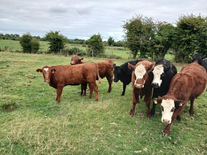 Heifers
