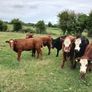 Heifers Image 3