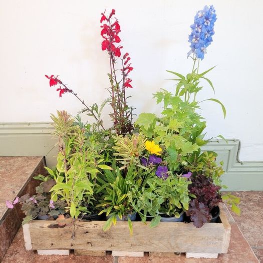 instant garden starter pack of 20 plants