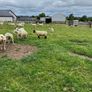 Hoggets Image 7