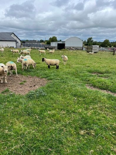 Hoggets