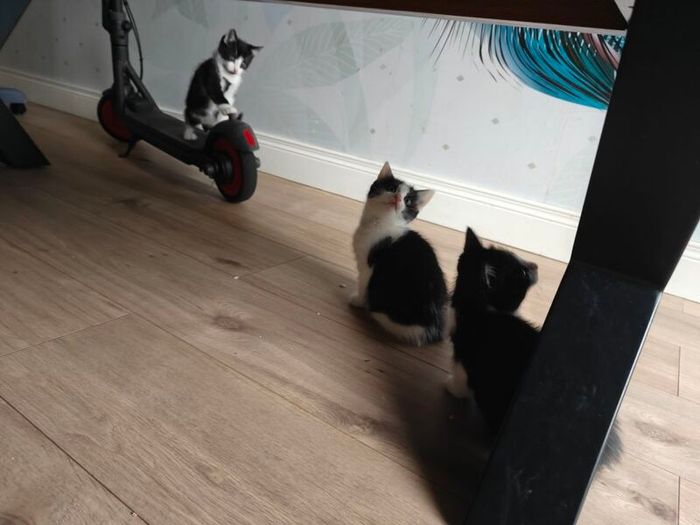kittens