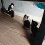 kittens Image 2