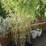 Bamboos plants for Evergreen hedge Image 5