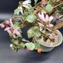 Chinese Vintage Glass Cherry Blossom Bonsai Tree Image 5