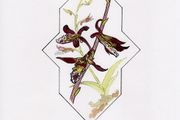 Print of Orchids in Arabic Design