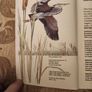 Whizz Kids. Birdwatching First Edition Vintage 1979 Paperback In Good Condition. 36. Image 6