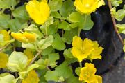 Creeping jenny