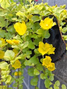 Creeping jenny
