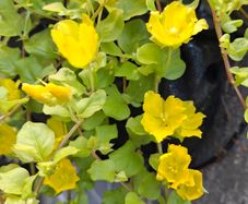 Creeping jenny