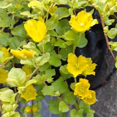 Creeping jenny