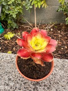 plant