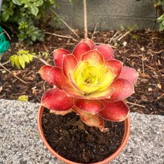 plant