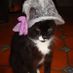 sophisticat