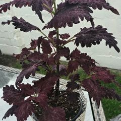 indoor plant with pot