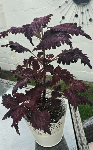 indoor plant with pot