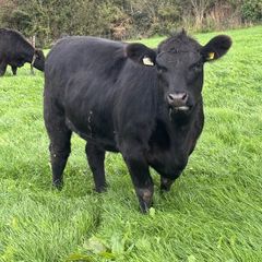 14 PBR Angus Maiden Heifers