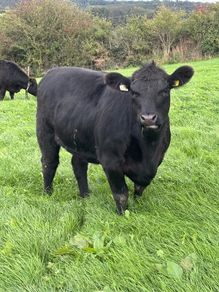 14 PBR Angus Maiden Heifers