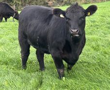 14 PBR Angus Maiden Heifers