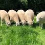 Belclare rams for sale Image 6
