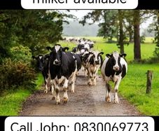 Experience relief farm milker