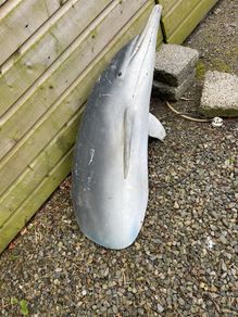 Dolphin model life size