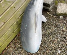 Dolphin model life size