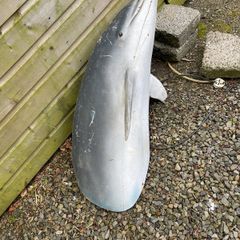 Dolphin model life size