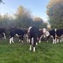 Hereford Heifers Image 3