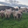 Hogget ewes Image 2
