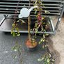 malus royal beauty Image 2