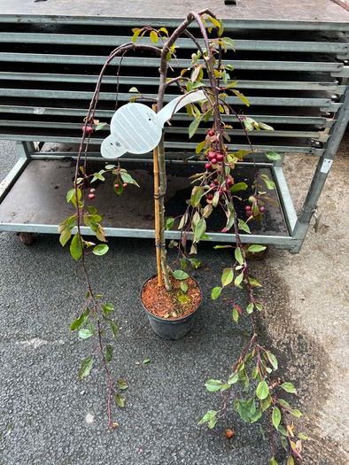 malus royal beauty