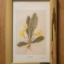 Framed Primrose Illustration Image 2
