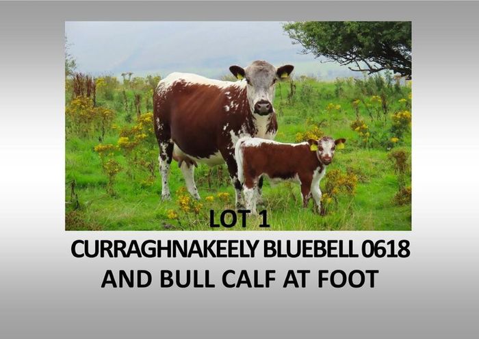 Pedigree Irish Moiled Online Timed Auction