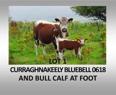 Pedigree Irish Moiled Online Timed Auction