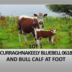 Pedigree Irish Moiled Online Timed Auction